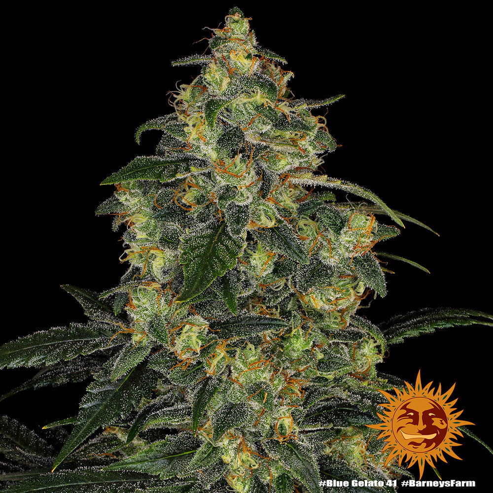 Barney's Farm Blue Gelato 41, feminisiert