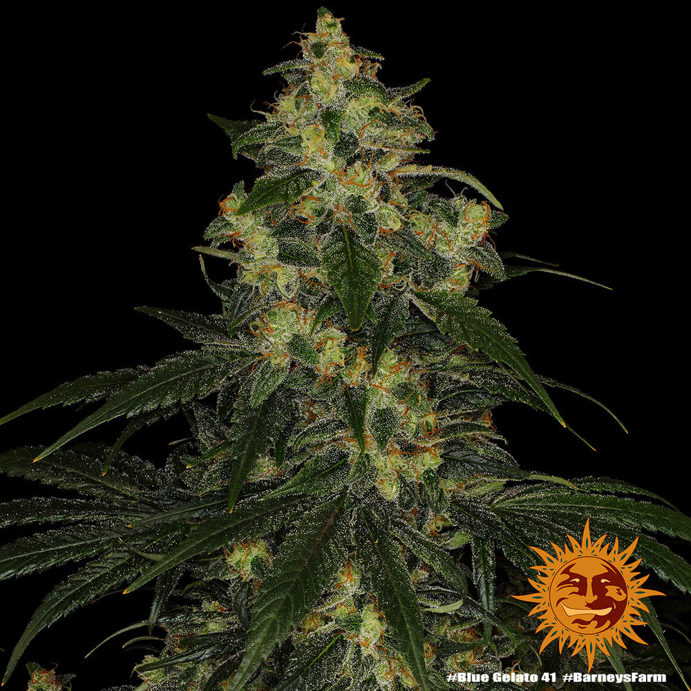 Barney's Farm Blue Gelato 41, feminisiert