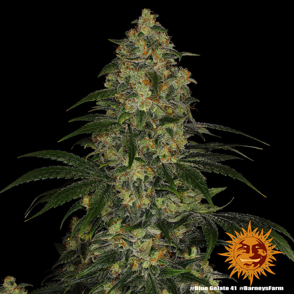 Barney's Farm Blue Gelato 41, feminisiert