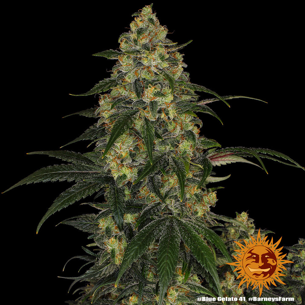 Barney's Farm Blue Gelato 41, feminisiert