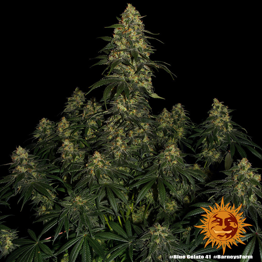 Barney's Farm Blue Gelato 41, feminisiert