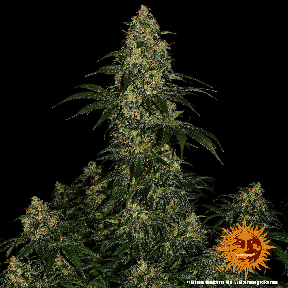 Barney's Farm Blue Gelato 41, feminisiert