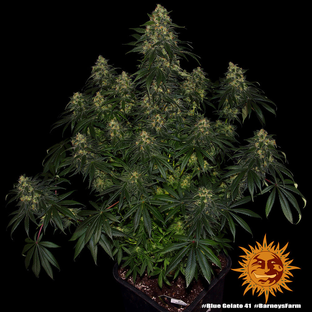 Barney's Farm Blue Gelato 41, feminisiert