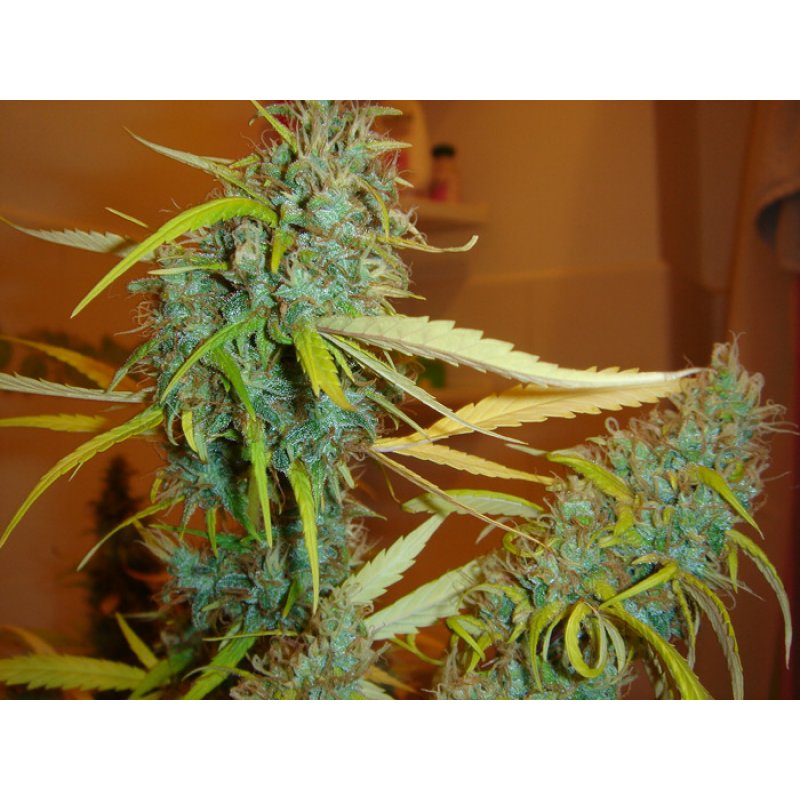 Herr. Nice Seeds Afghan Haze Regular