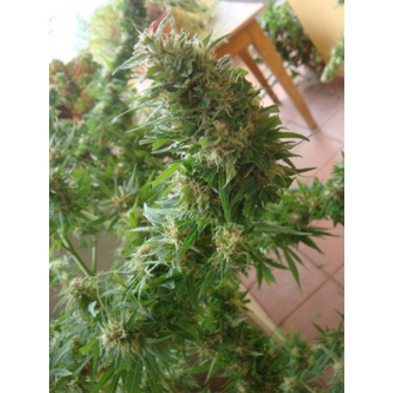 Herr. Nice Seeds Angel Heart – Mango Haze x Afghan Skunk Regular
