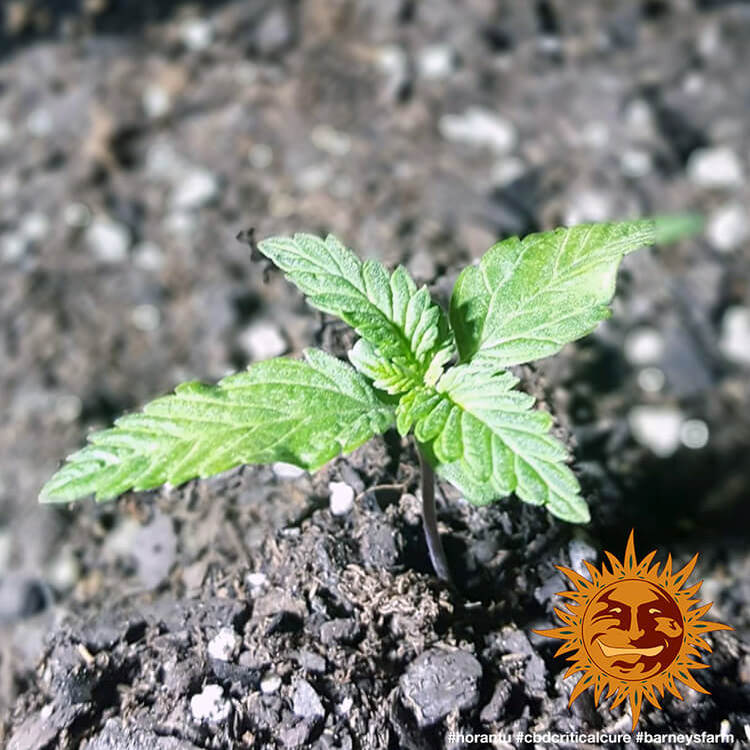 Barney's Farm CBD Critical Cure Feminisiert