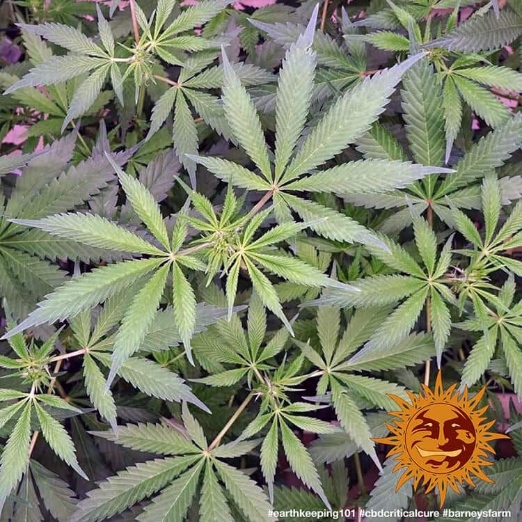Barney's Farm CBD Critical Cure Feminisiert
