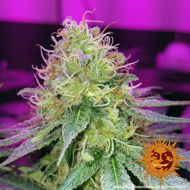 Barney's Farm CBD Critical Cure Feminisiert