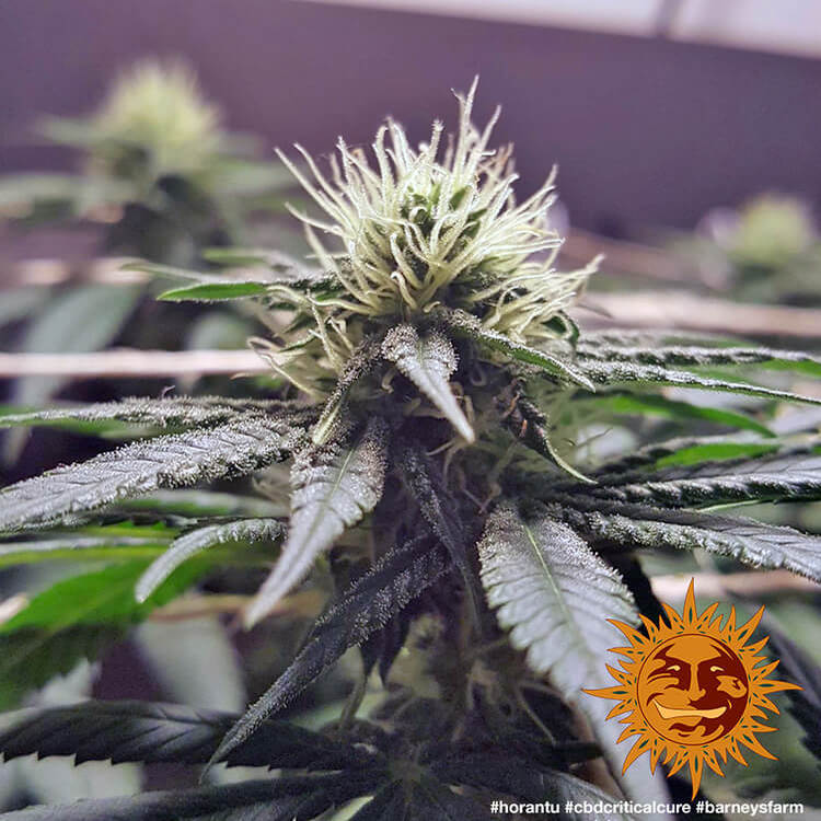 Barney's Farm CBD Critical Cure Feminisiert