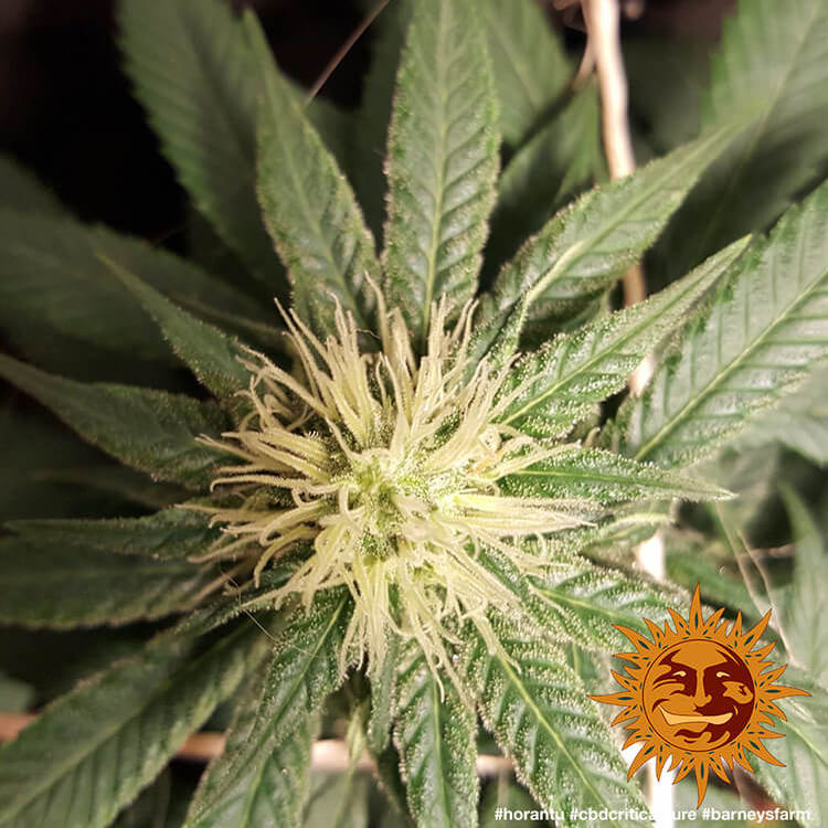 Barney's Farm CBD Critical Cure Feminisiert
