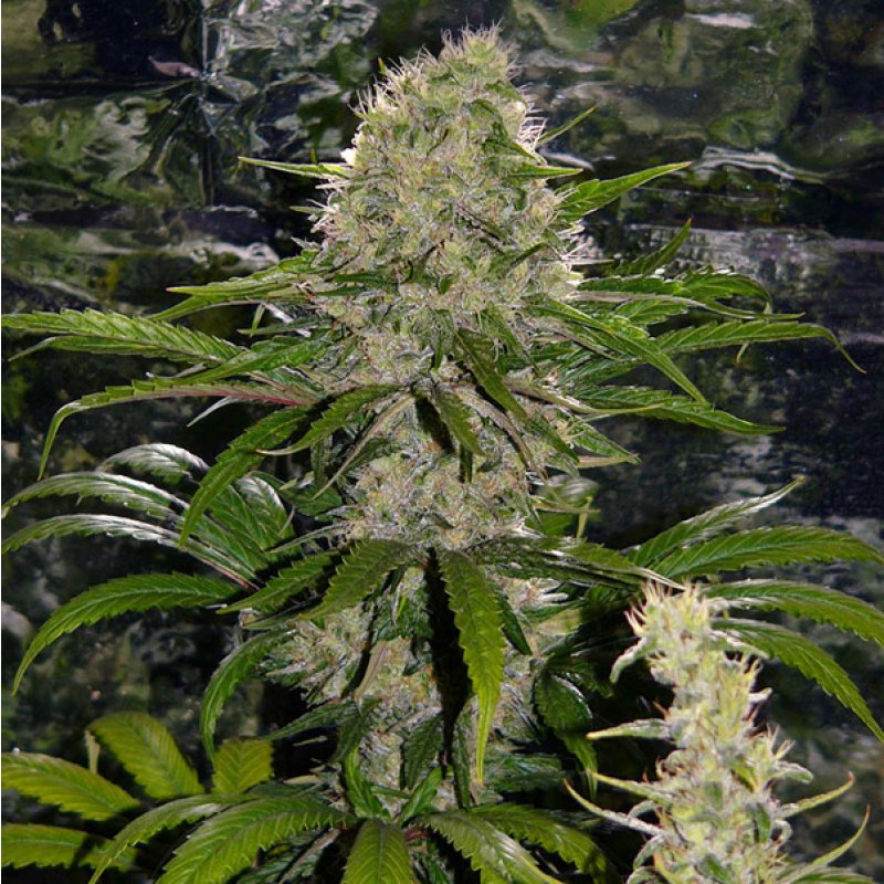 Herr. Nice Seeds Critical Mass Regular