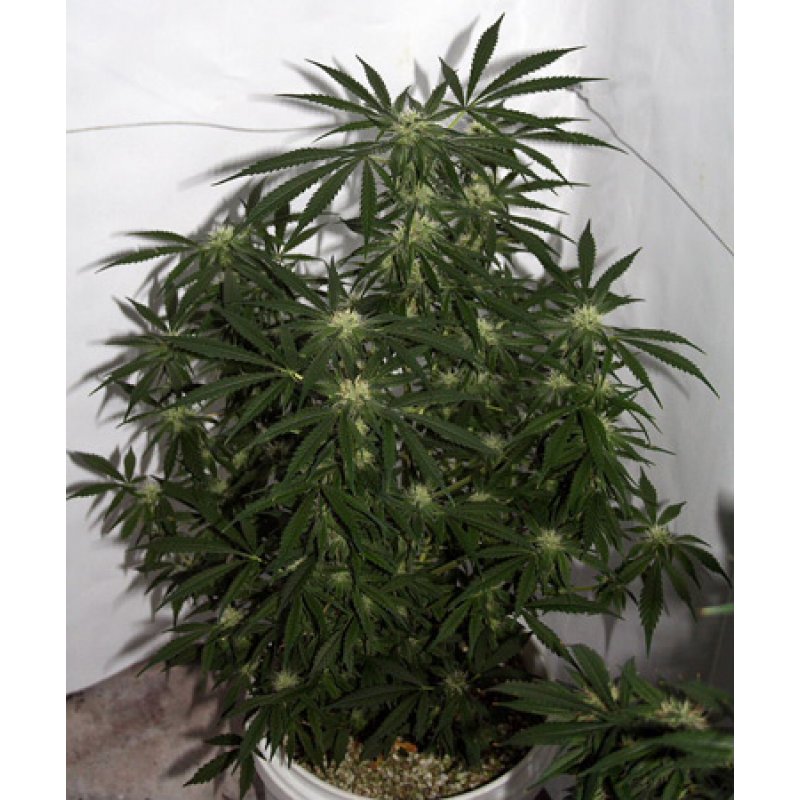 Herr. Nice Seeds Early Skunk Haze Regular