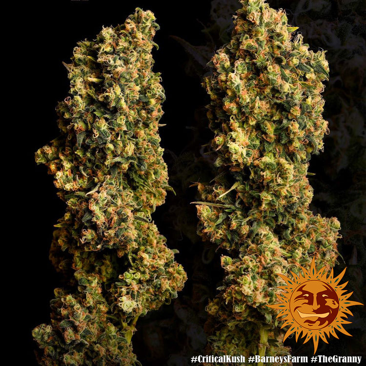 Barney's Farm Critical Kush feminisiert