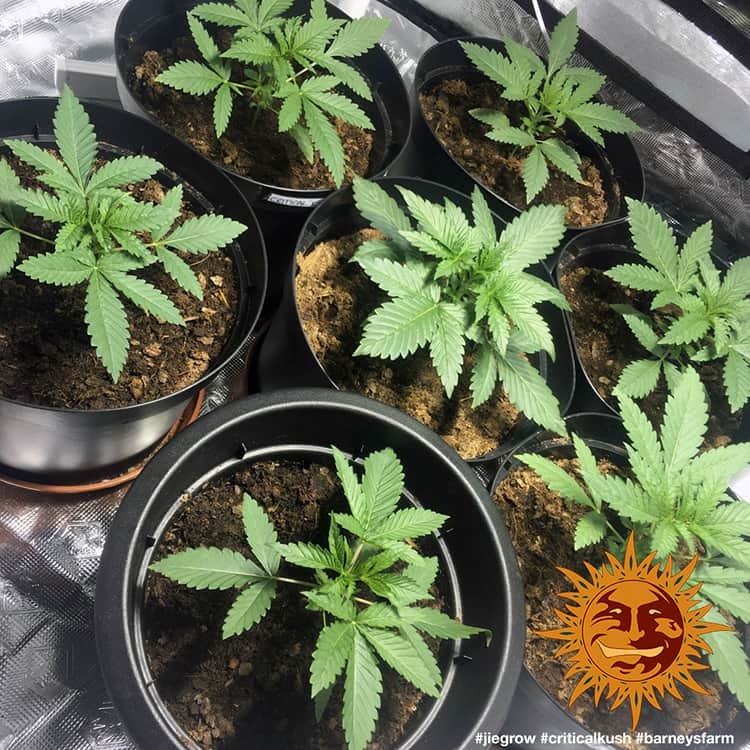 Barney's Farm Critical Kush feminisiert