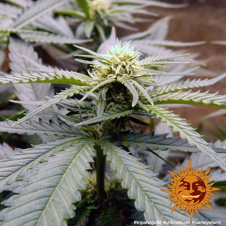 Barney's Farm Critical Kush feminisiert