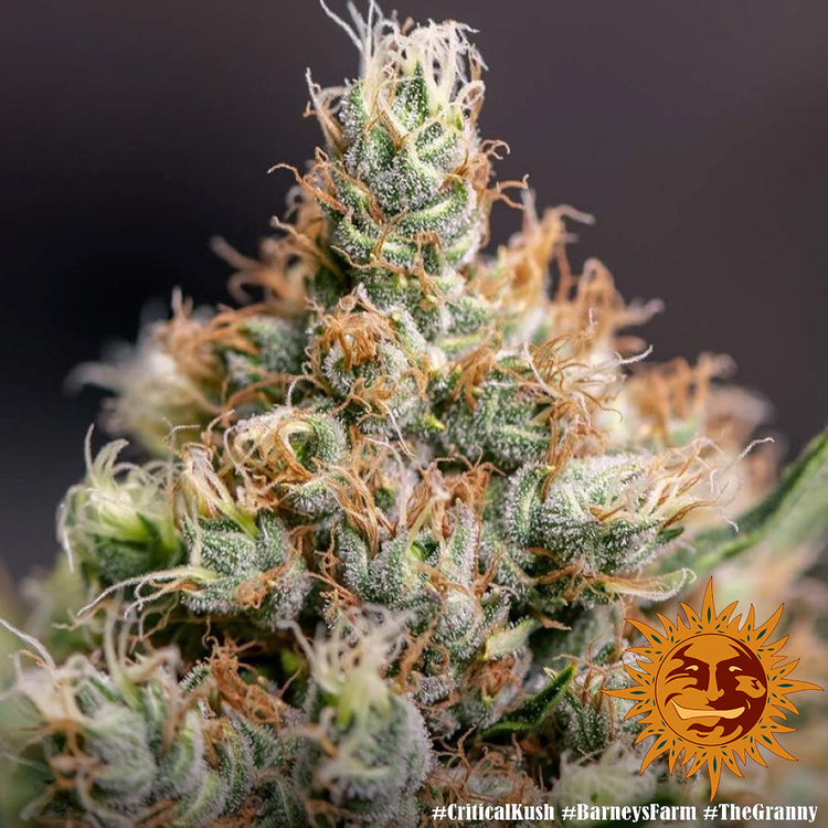 Barney's Farm Critical Kush feminisiert