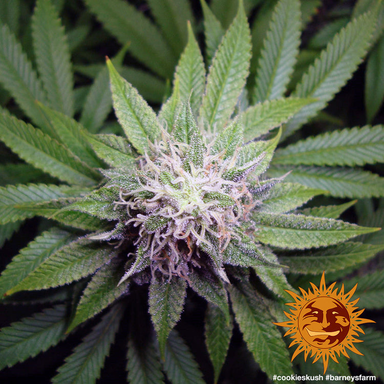 Barney's Farm Cookies Kush Feminisiert