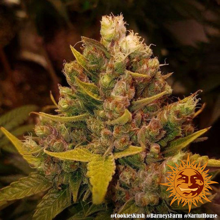 Barney's Farm Cookies Kush Feminisiert