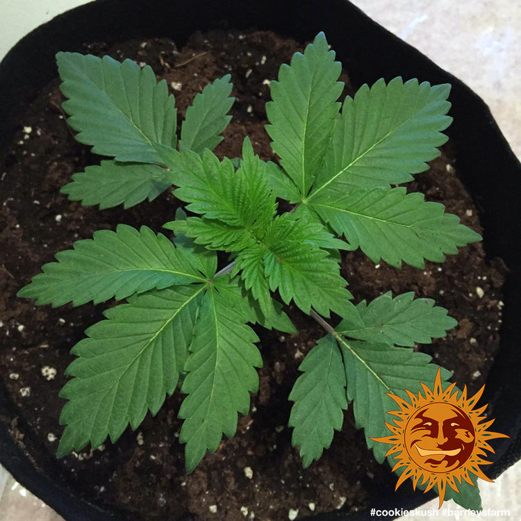 Barney's Farm Cookies Kush Feminisiert