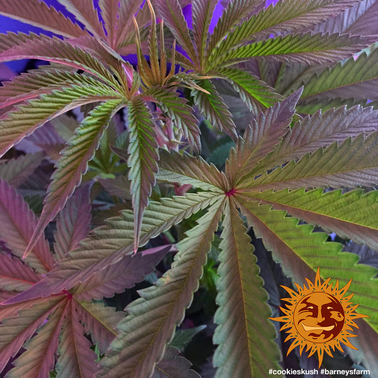 Barney's Farm Cookies Kush Feminisiert