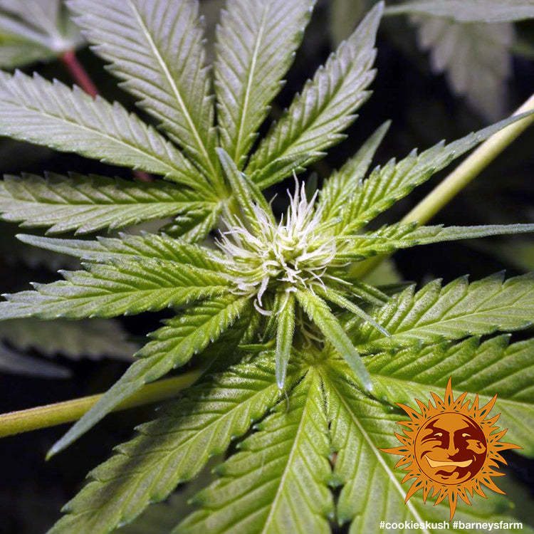 Barney's Farm Cookies Kush Feminisiert