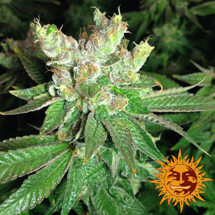 Barney's Farm Cookies Kush Feminisiert