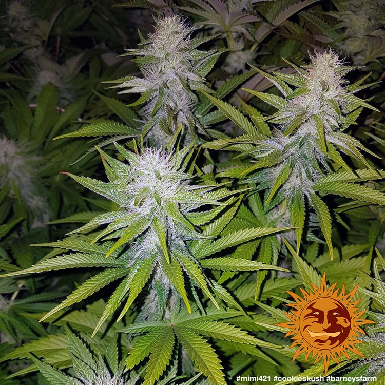 Barney's Farm Cookies Kush Feminisiert