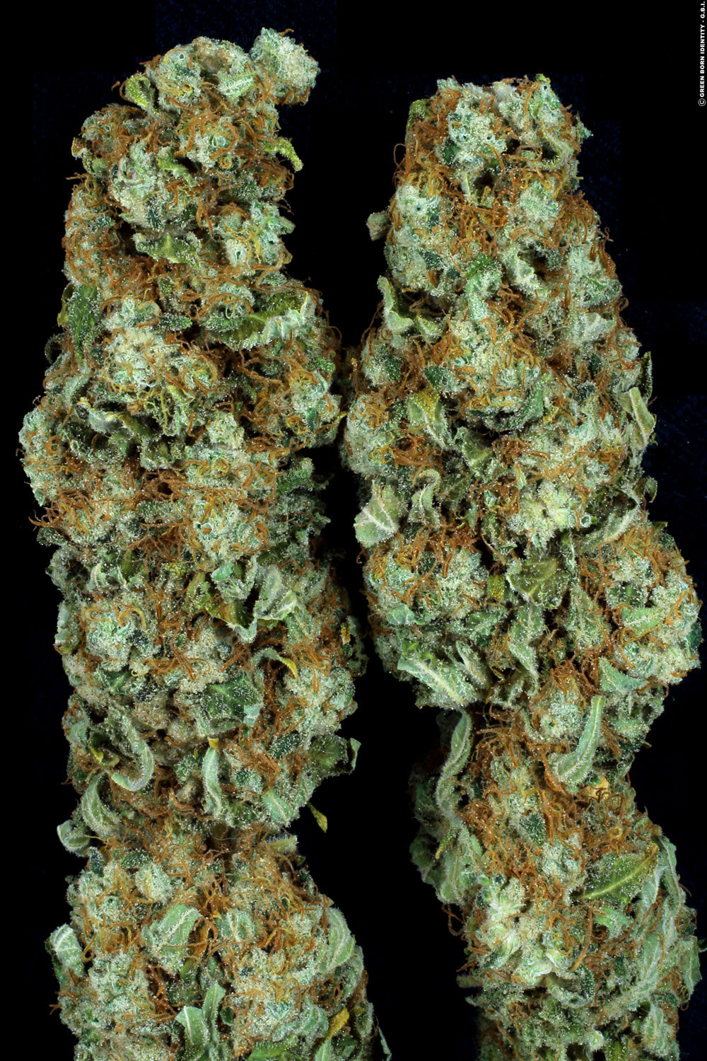 Paradise Seeds Ice Cream Feminisiert