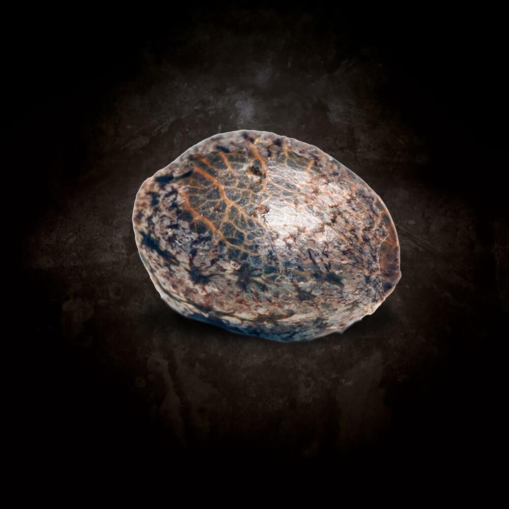 Paradise Seeds Ice Cream Feminisiert