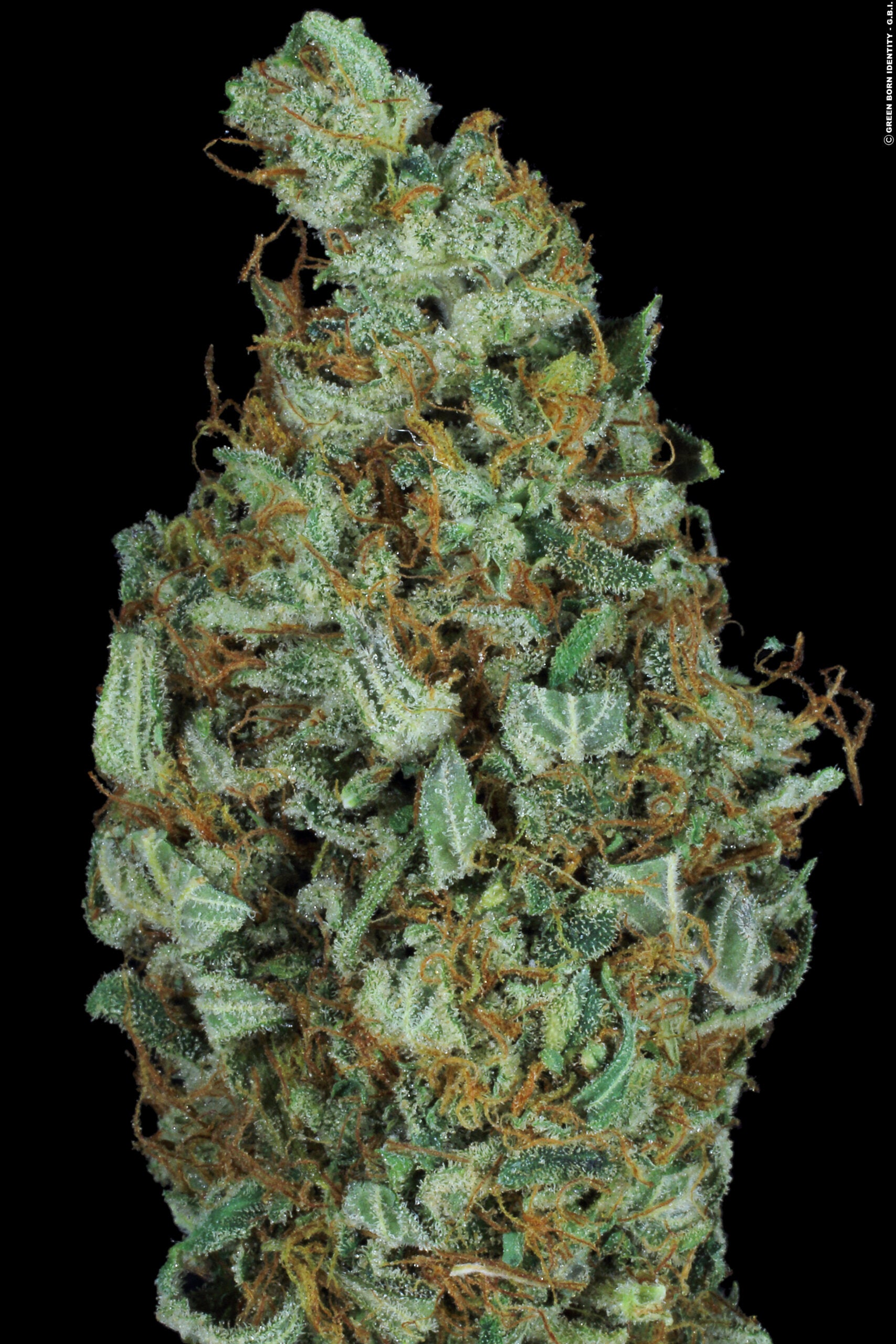 Paradise Seeds Sensi Star feminisiert