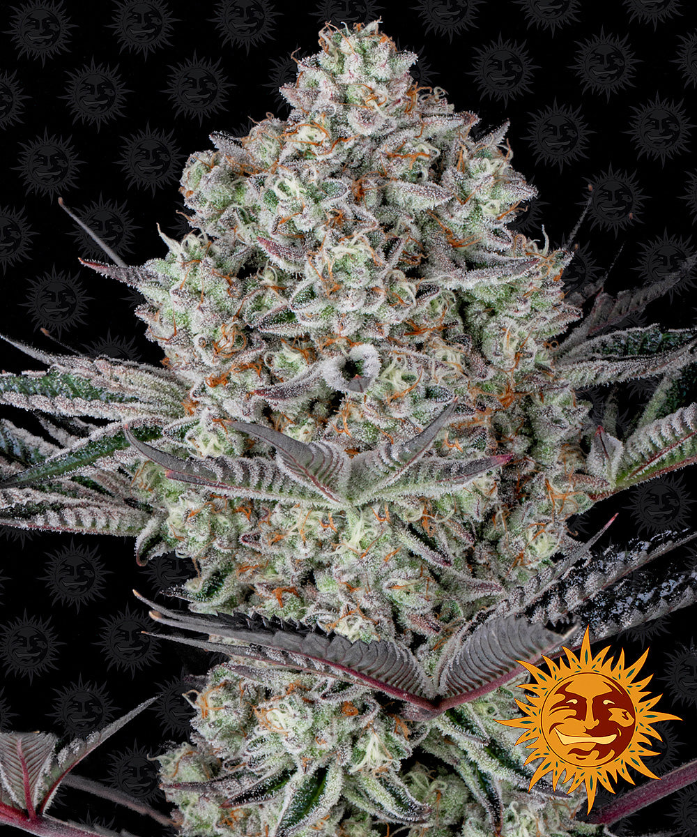 Barney's Farm Dos Si Dos 33 Feminisiert