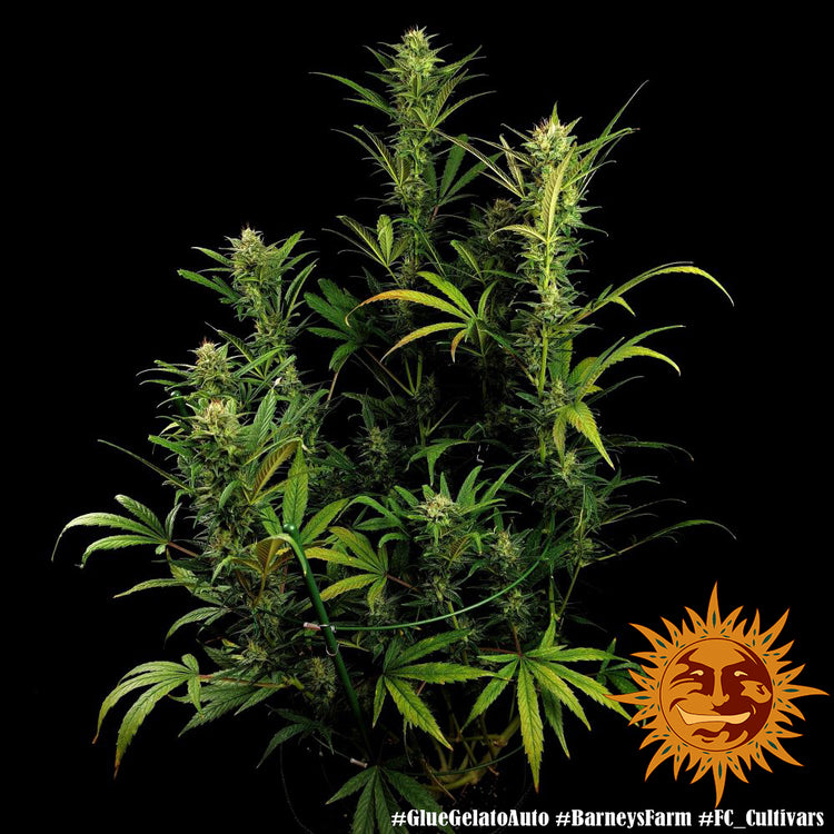 Barney's Farm Glue Gelato Auto Feminisiert Autoflower