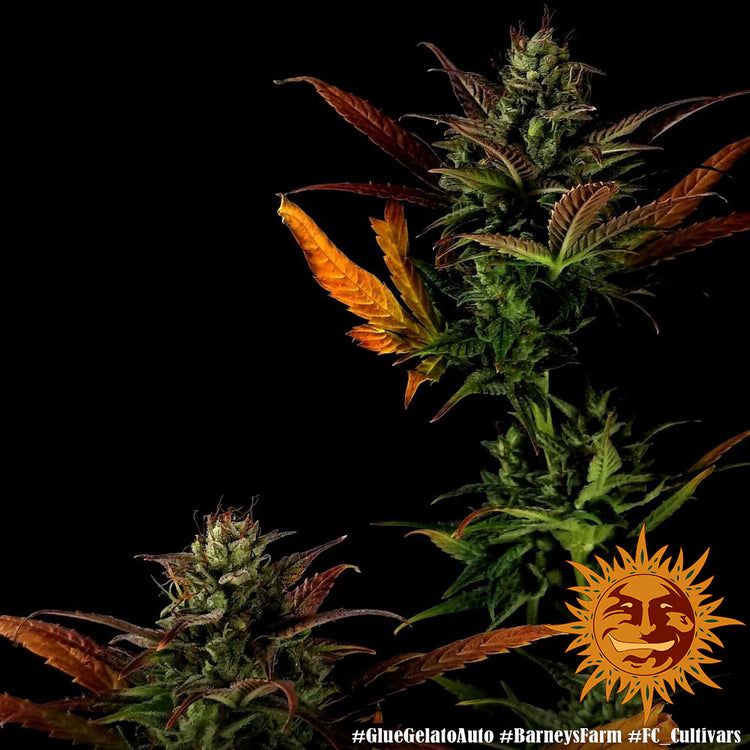 Barney's Farm Glue Gelato Auto Feminisiert Autoflower