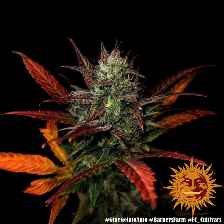 Barney's Farm Glue Gelato Auto Feminisiert Autoflower