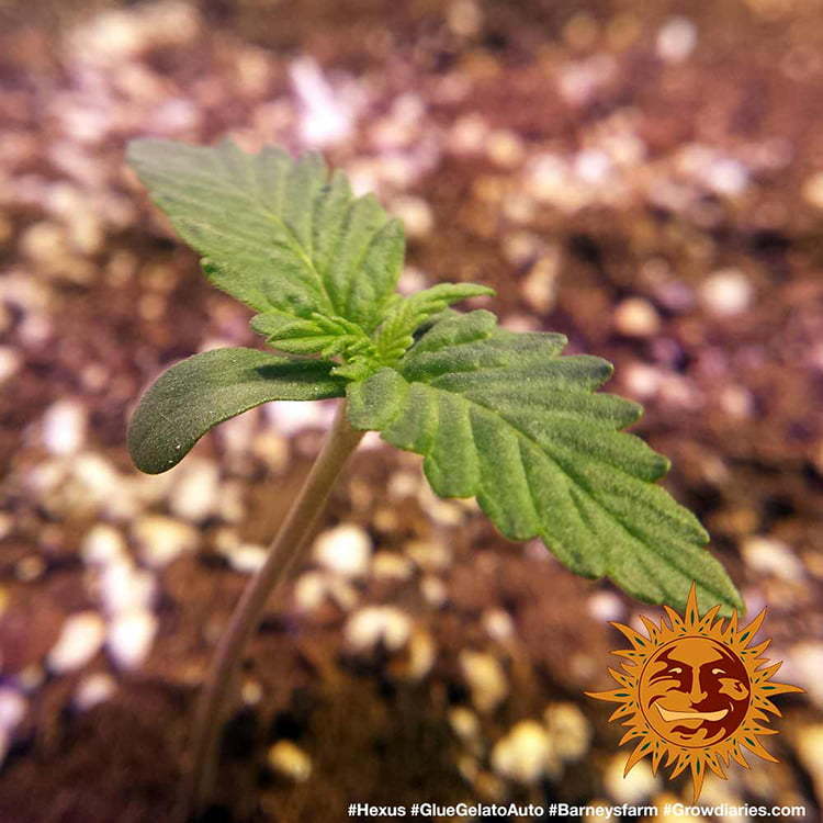 Barney's Farm Glue Gelato Auto Feminisiert Autoflower