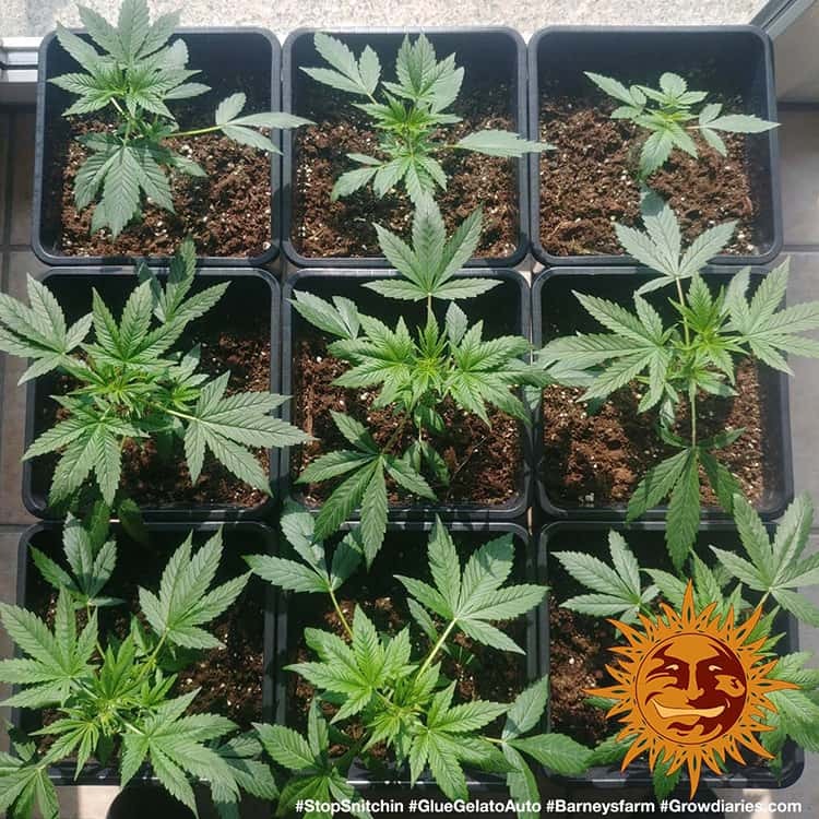 Barney's Farm Glue Gelato Auto Feminisiert Autoflower