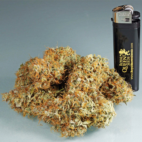 Royal Queen Seeds Amnesia Haze Automatic Feminisierte Autoflower