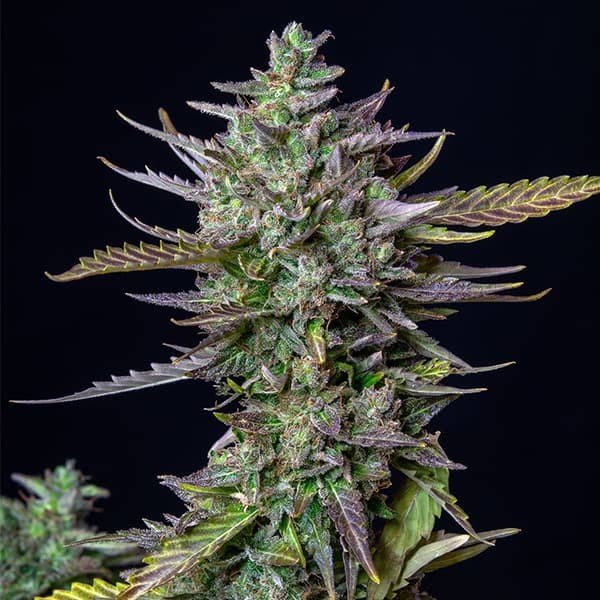 Royal Queen Seeds Blue Cheese Automatic Feminisierte Autoflower