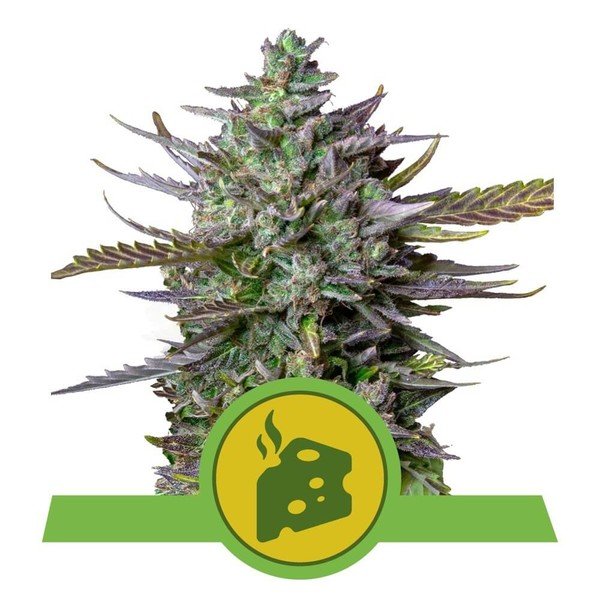 Royal Queen Seeds Blue Cheese Automatic Feminisierte Autoflower