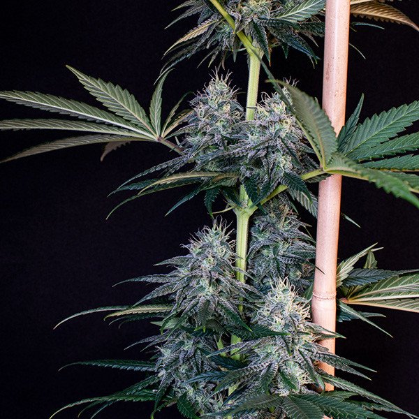 Royal Queen Seeds Cookies Gelato Feminisiert