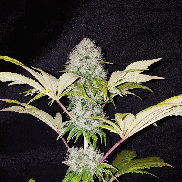 Royal Queen Seeds Critical Kush Feminisiert