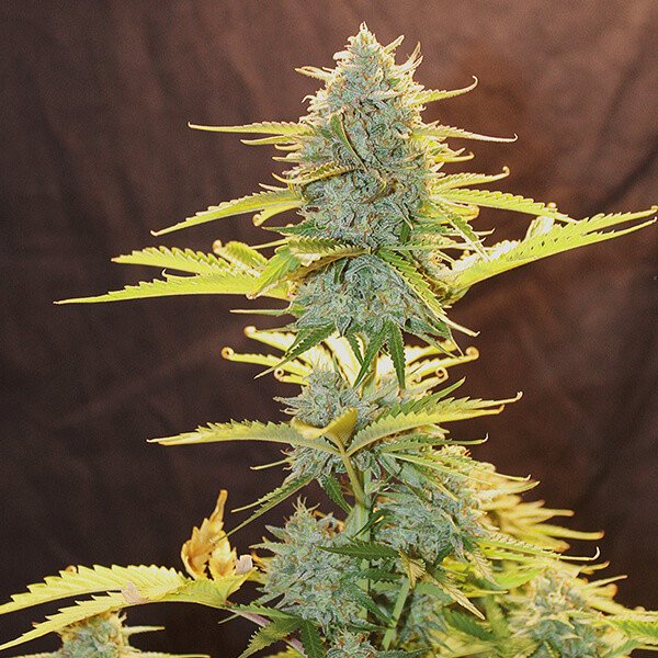 Royal Queen Seeds Fat Banana Automatic Feminisiert Autoflower