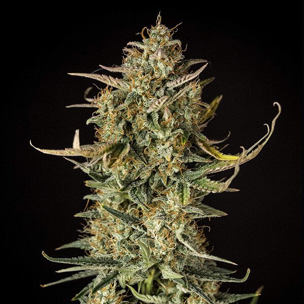 Royal Queen Seeds Fat Banana Automatic Feminisiert Autoflower
