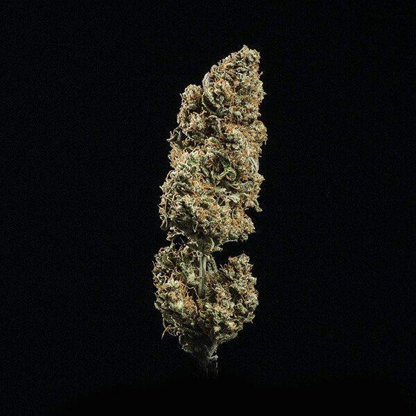 Royal Queen Seeds Fat Banana Automatic Feminisiert Autoflower