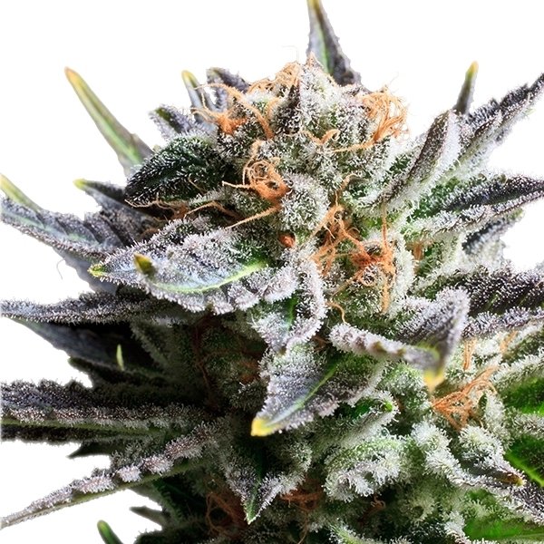 Royal Queen Seeds Fruit Spirit feminisiert