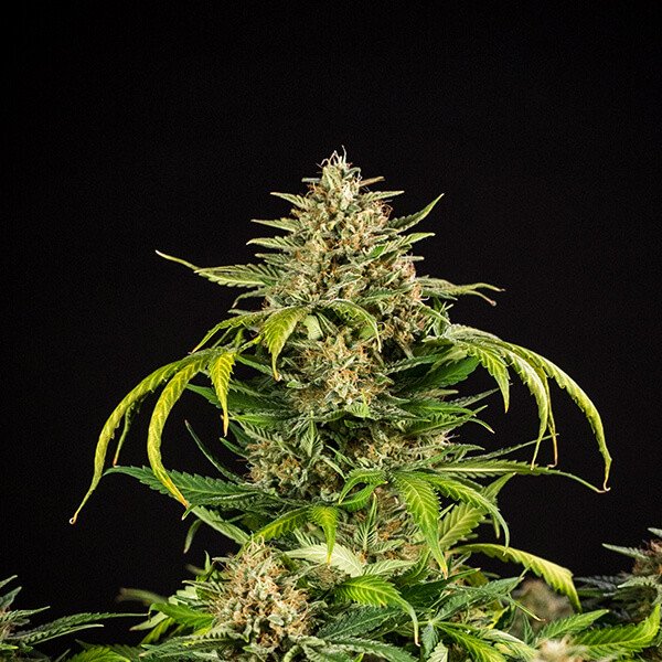 Royal Queen Seeds Green Gelato Automatic Feminisiert Autoflower