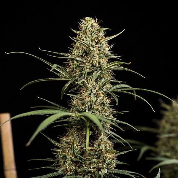 Royal Queen Seeds Hulkberry Automatic Feminisierte Autoflower