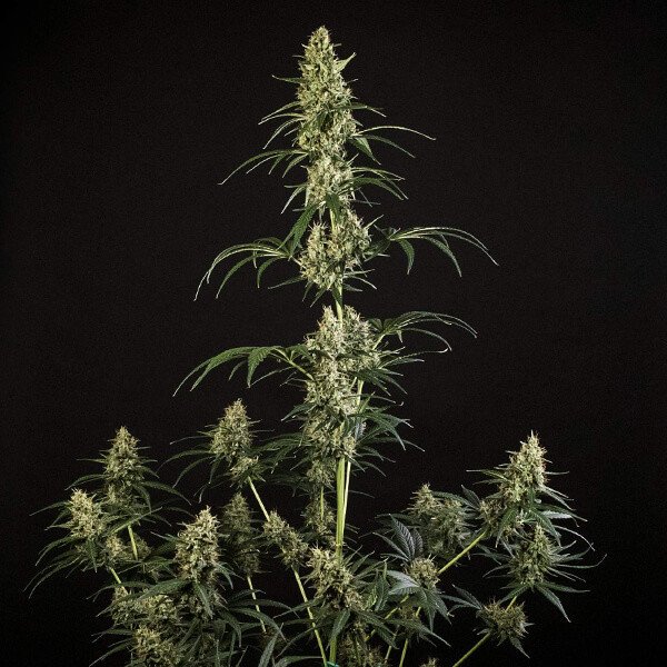 Royal Queen Seeds Hulkberry Automatic Feminisierte Autoflower