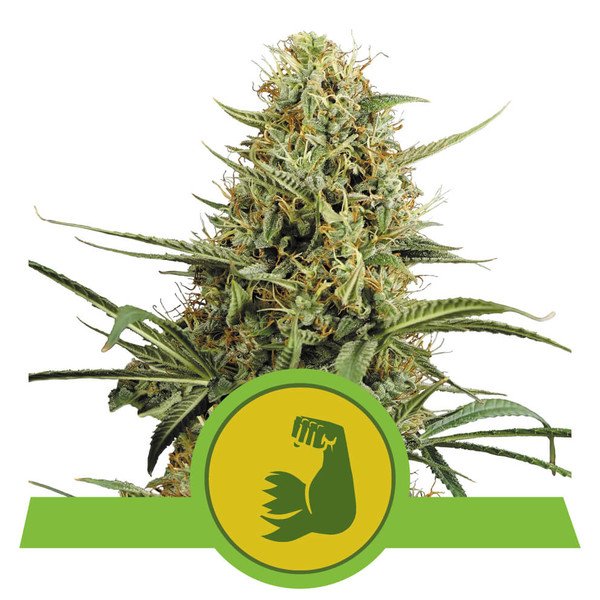Royal Queen Seeds Hulkberry Automatic Feminisierte Autoflower