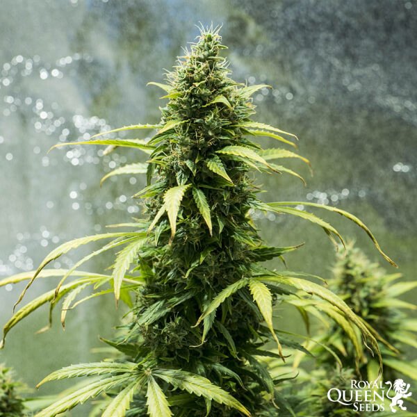 Royal Queen Seeds Royal Jack Automatic Feminisierte Autoflower